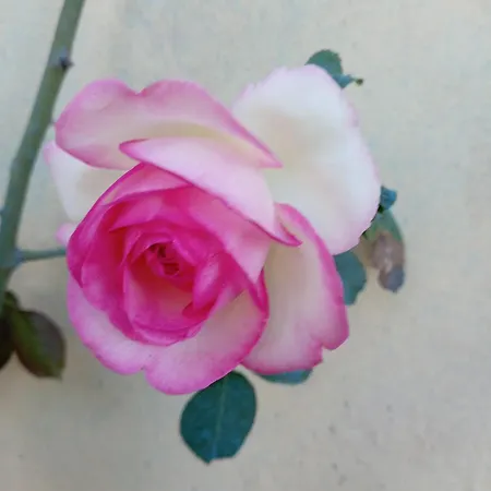 La Casa Dei Breton * 马焦内